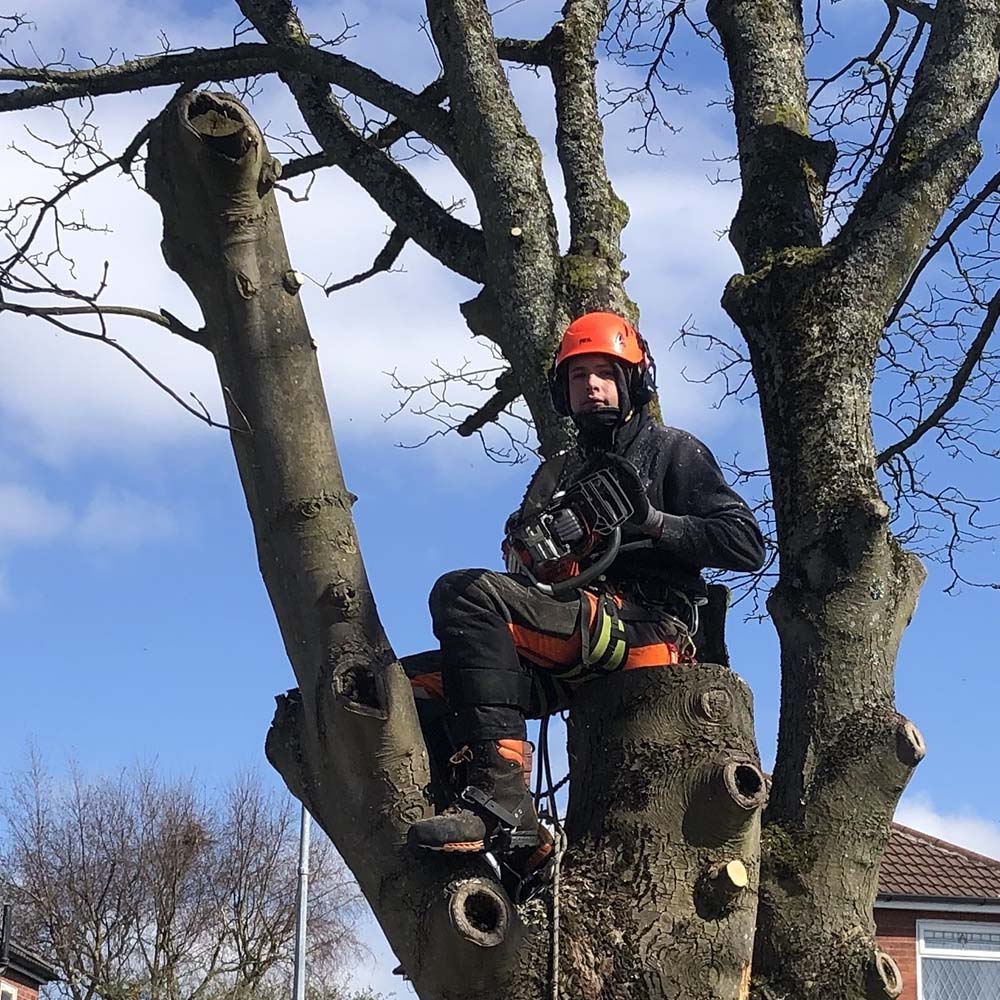 10 thmb tree and hedge care in cheshire