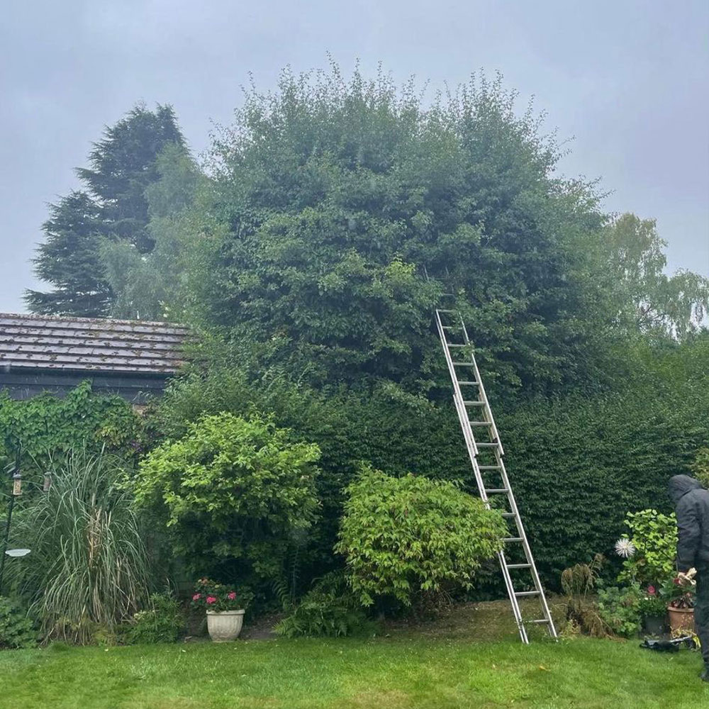 17 thmb tree and hedge care in cheshire