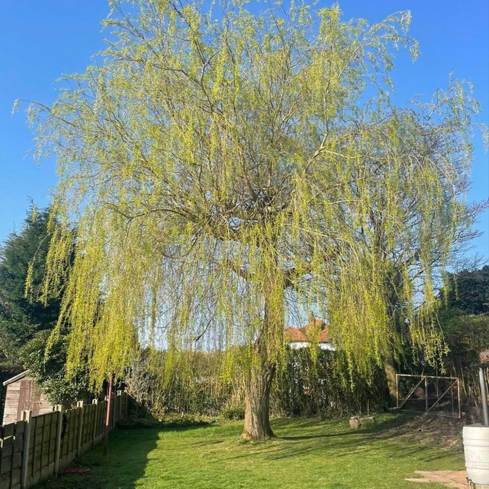 23 thmb tree and hedge care in cheshire