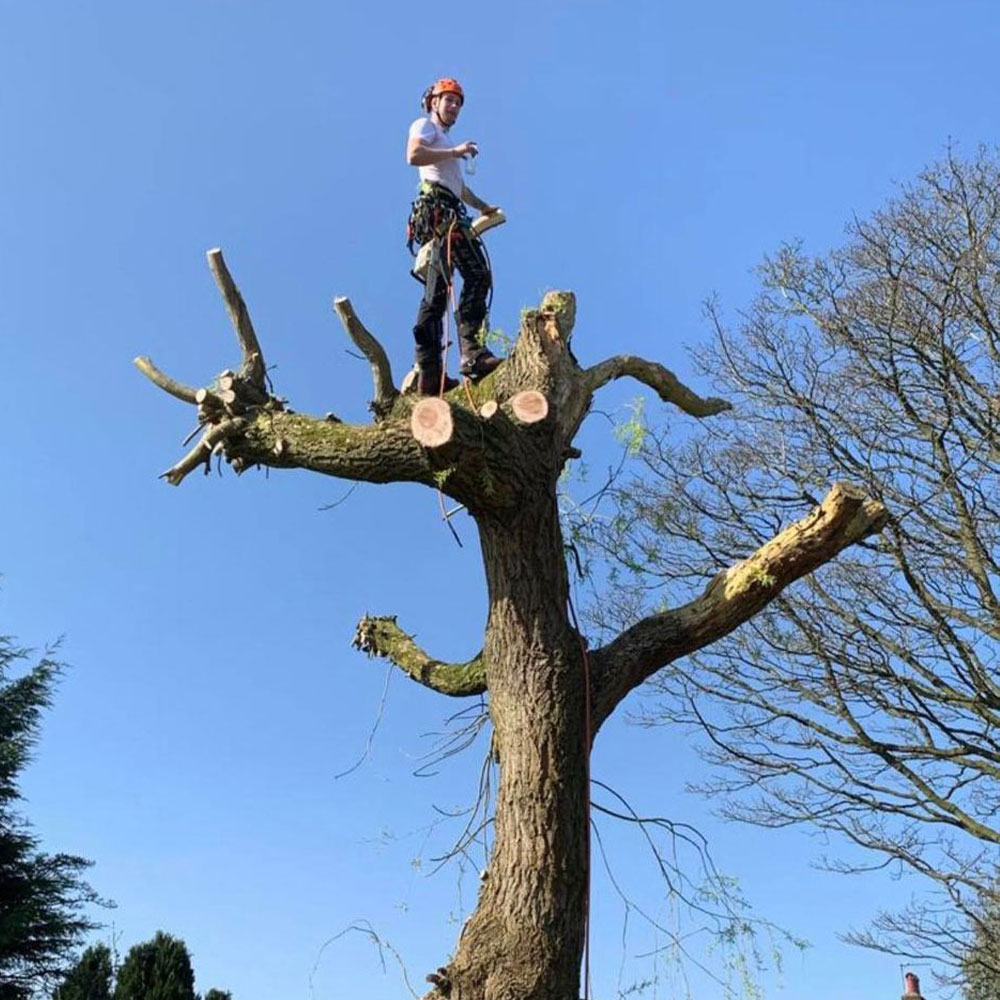 24 thmb tree and hedge care in cheshire