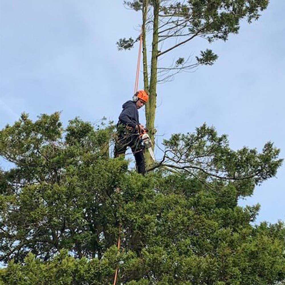  tree and hedge care in cheshire