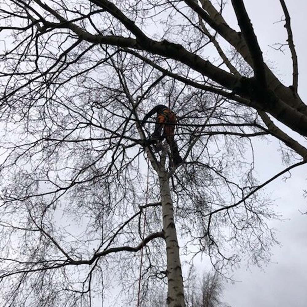 6 thmb tree and hedge care in cheshire crown reduction