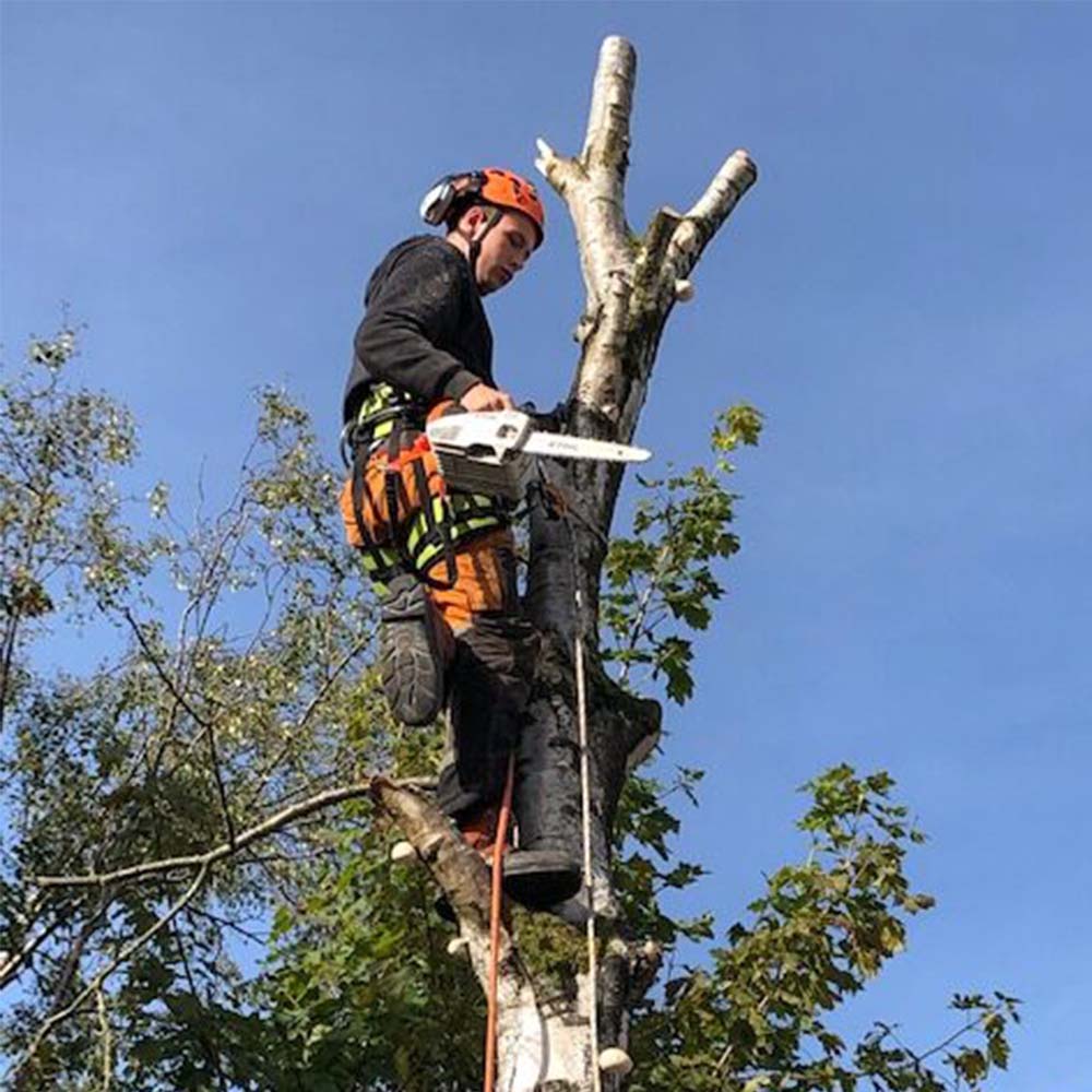 7 thmb tree and hedge care in cheshire