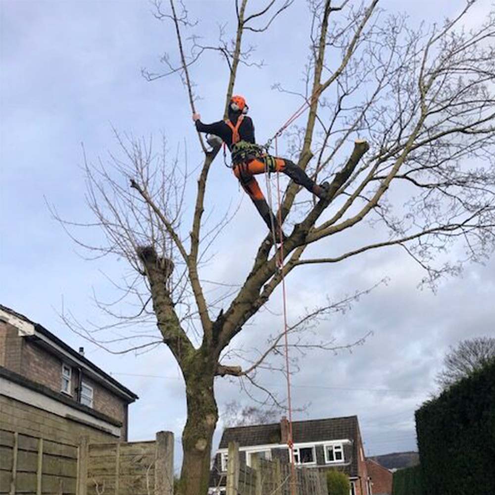 8 thmb tree and hedge care in cheshire