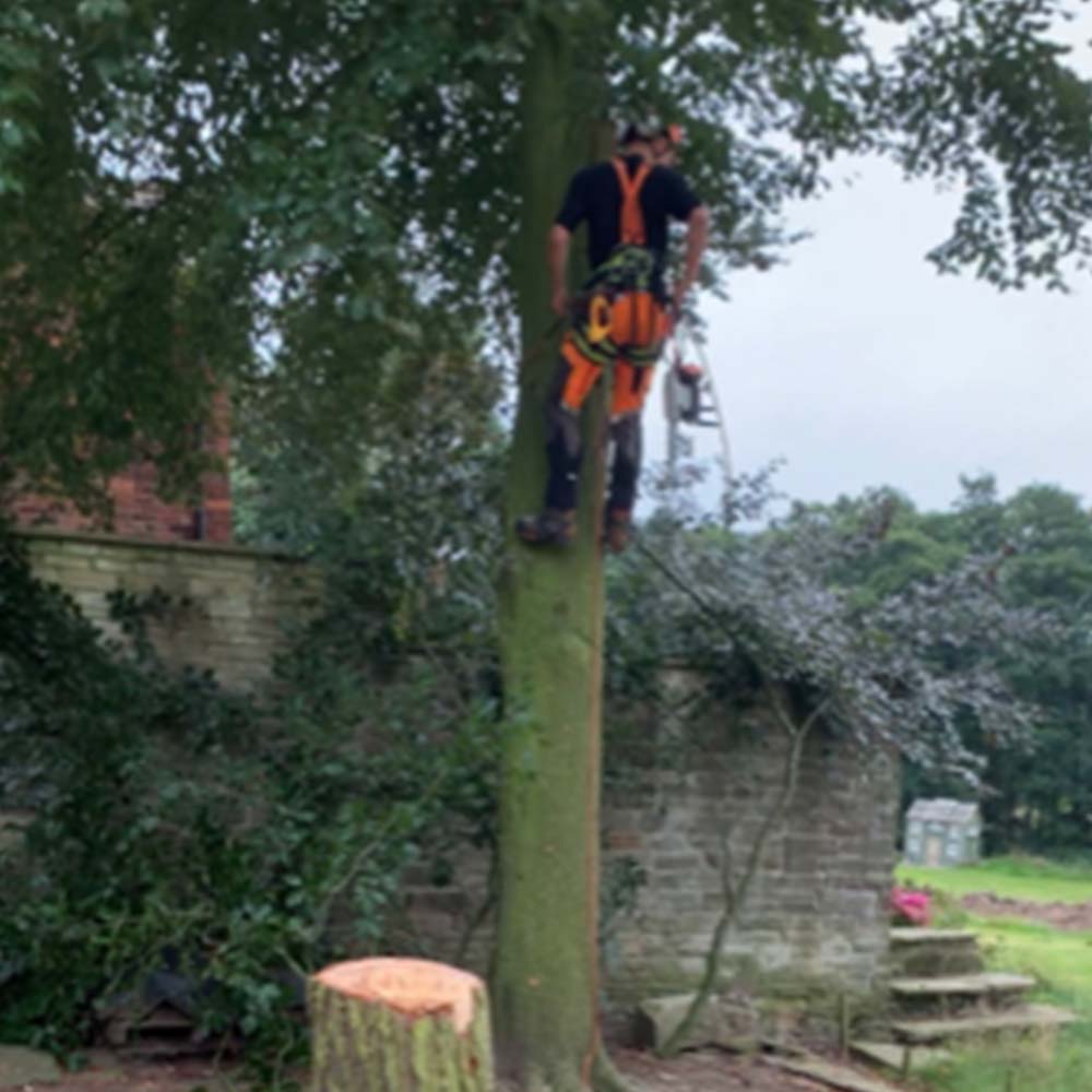 9 thmb tree and hedge care in cheshire